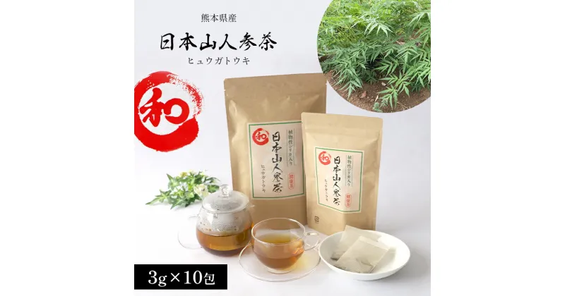 【ふるさと納税】熊本県産 日本山人参茶 （ヒュウガトウキ） 10包 植物茶 茶 お茶 飲料 お歳暮 ギフト 国産 熊本県