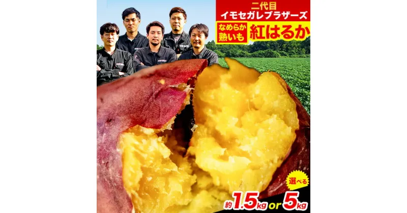 【ふるさと納税】熊本県大津町産 イモセガレブラザーズの紅はるか 選べる 内容量 約1.5kg 約5kg （大中小不揃い）《10月末-11月末頃出荷(土日祝除く)》二代目イモセガレブラザーズ さつまいも 芋 紅はるか スイートポテト 干し芋にも 特産品 熟いも さつま芋 秋 旬