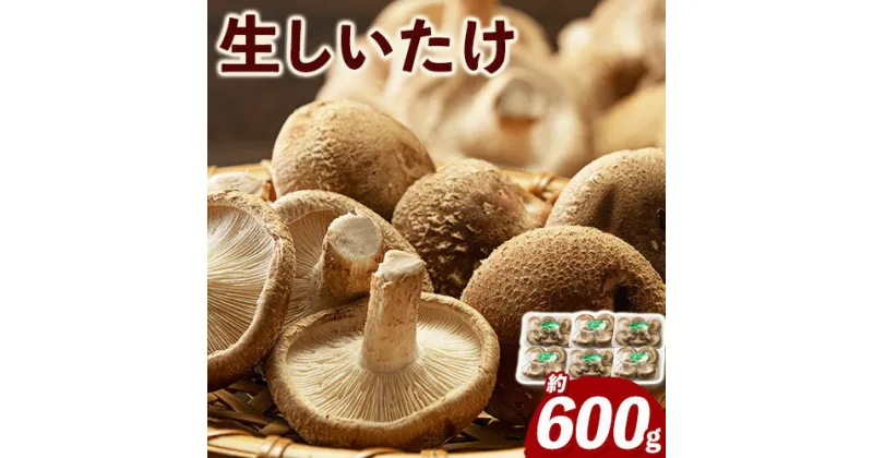 【ふるさと納税】生しいたけ 約600g(100gパック×6個入り) 有限会社ピルツドルフ《30日以内に出荷予定(土日祝除く)》 熊本県 大津町 生しいたけ しいたけ