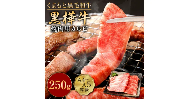 【ふるさと納税】くまもと黒毛和牛 黒樺牛 A4~A5等級 焼肉用カルビ 250g 牛肉 牛 霜降り 赤身 お肉 焼き肉 BBQ 黒毛和牛 国産 九州産 熊本県産 冷凍 送料無料