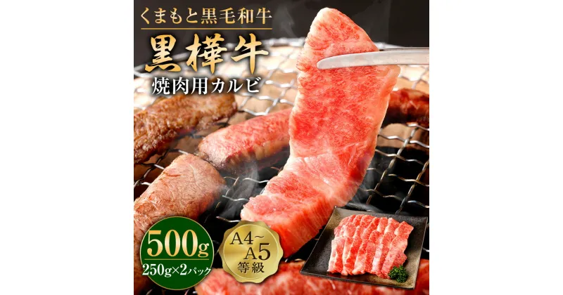 【ふるさと納税】くまもと黒毛和牛 黒樺牛 A4~A5等級 焼肉用カルビ 合計500g (250g×2パック) 牛肉 牛 霜降り 赤身 お肉 焼き肉 BBQ 黒毛和牛 国産 九州産 熊本県産 冷凍 送料無料