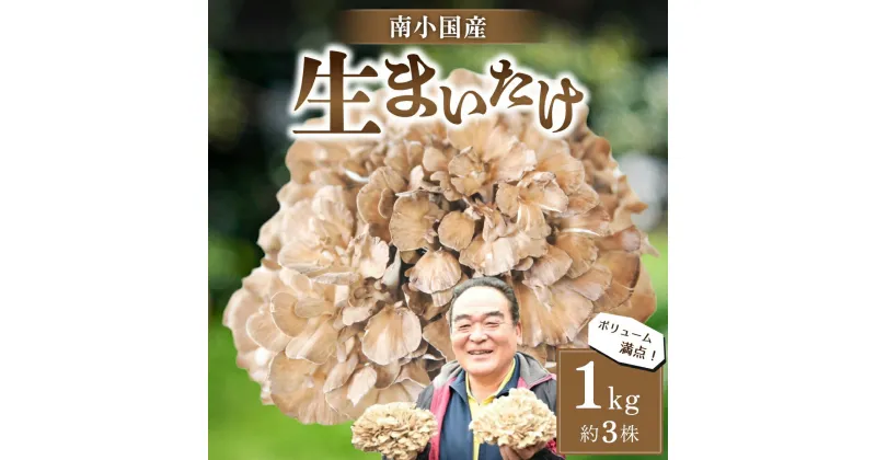 【ふるさと納税】 南小国産 生まいたけ 1kg 約3株 栄養満点 きのこ キノコ まいたけ マイタケ 舞茸 野菜 ギフト 贈答用 熊本 阿蘇 南小国町 送料無料