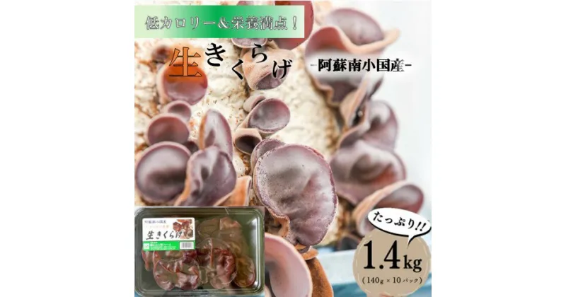 【ふるさと納税】 南小国産 肉厚 生きくらげ 140g 10パック 1.4kg きくらげ キクラゲ 生 国産 低カロリー 栄養満点 熊本 阿蘇 南小国町 送料無料