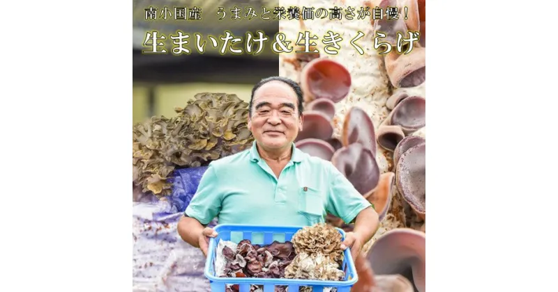 【ふるさと納税】 南小国産 生まいたけ 生きくらげ セット きのこ キノコ まいたけ マイタケ 舞茸 2株 700g きくらげ キクラゲ 生 国産 肉厚 140g 6パック 840g 低カロリー 野菜 栄養満点 産地直送 ギフト 贈答用 熊本 阿蘇 南小国町 送料無料