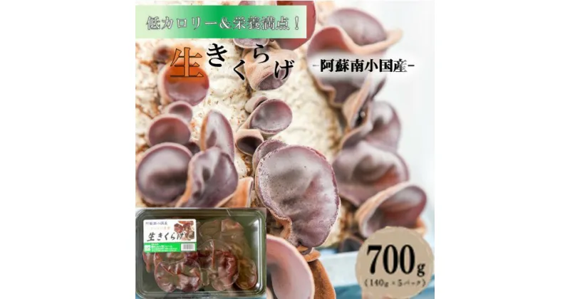 【ふるさと納税】 南小国産 肉厚 生きくらげ 140g 5パック 700g きくらげ キクラゲ 生 国産 低カロリー 栄養満点 熊本 阿蘇 南小国町 送料無料