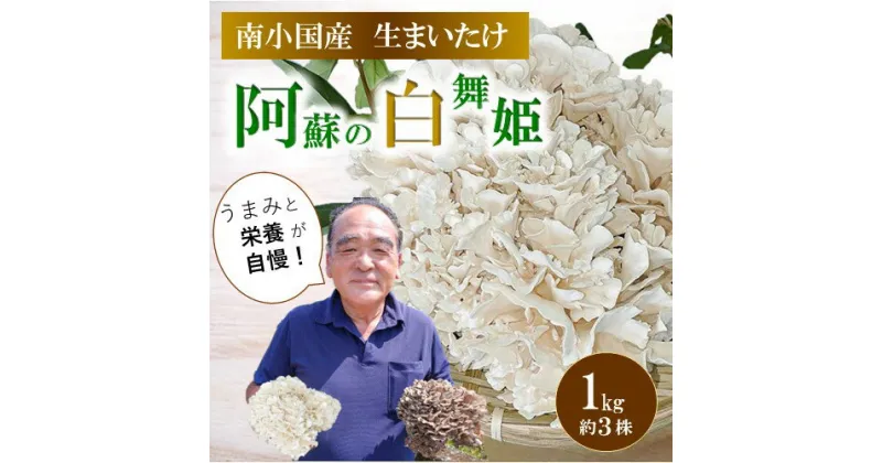 【ふるさと納税】 南小国産 阿蘇の白舞姫 白まいたけ 1kg 約3株 栄養満点 きのこ キノコ 白舞茸 まいたけ マイタケ 舞茸 野菜 ギフト 贈答用 熊本 阿蘇 南小国町 送料無料