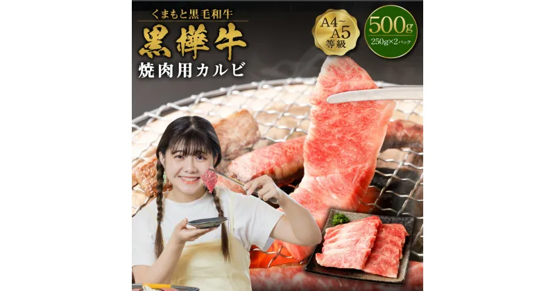 【ふるさと納税】くまもと黒毛和牛 黒樺牛 A4~A5等級 焼肉用カルビ 合計500g (250g×2パック) 牛肉 牛 霜降り 赤身 お肉 焼き肉 BBQ 黒毛和牛 国産 九州産 熊本県産 冷凍 送料無料