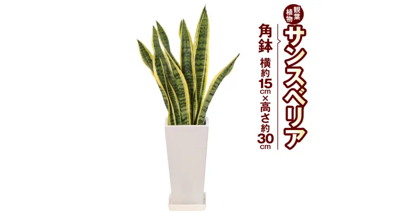 【ふるさと納税】サンスべリア 観葉植物 角鉢 横約15cm×高さ約30cm 6寸 植物 インテリア ガーデン 雑貨 九州産 国産 送料無料