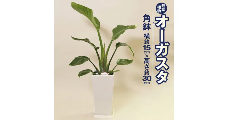 【ふるさと納税】オーガスタ 観葉植物 角鉢 横約15cm×高さ約30cm 6寸 植物 インテリア ガーデン 雑貨 九州産 国産 送料無料