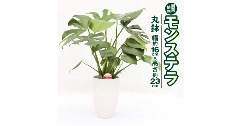 【ふるさと納税】モンステラ 観葉植物 丸鉢 幅約16cm×高さ約23cm 6寸 植物 インテリア ガーデン 雑貨 九州産 国産 送料無料