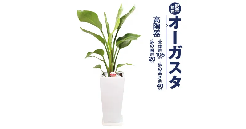 【ふるさと納税】オーガスタ 観葉植物 高陶器 高さ約40cm 幅約20cm 7寸 植物 インテリア ガーデン 雑貨 九州産 国産 送料無料