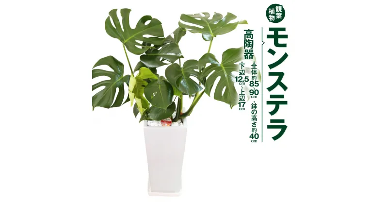 【ふるさと納税】モンステラ 観葉植物 高陶器 高さ約40cm 下辺12.5cm 上辺17cm 7寸 植物 インテリア ガーデン 雑貨 九州産 国産 送料無料