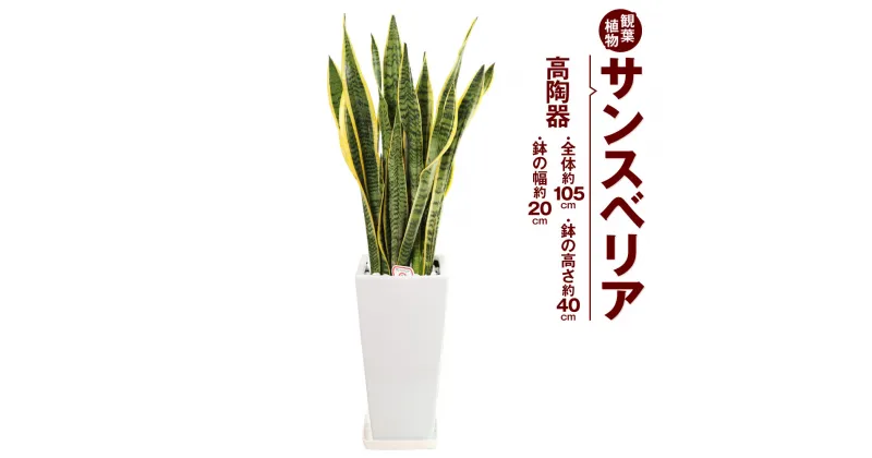 【ふるさと納税】サンスベリア 観葉植物 高陶器 高さ約40cm 幅約20cm 7寸 植物 インテリア ガーデン 雑貨 九州産 国産 送料無料