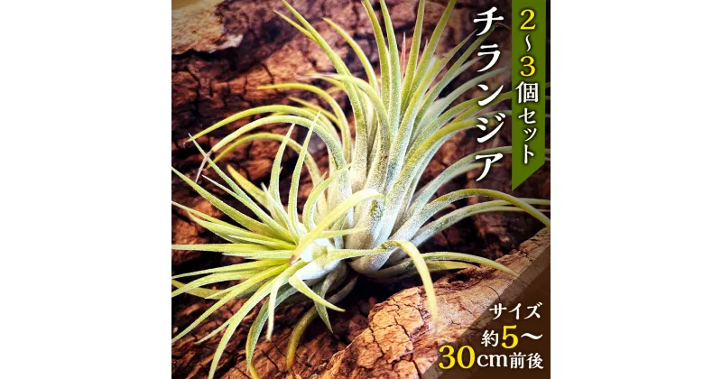 【ふるさと納税】チランジア エアープランツ 5cm～30cmの植物を2～3個 ティランジア 観葉植物 植物 園芸 インテリア雑貨 セット おうち時間 ギフト おしゃれ 熊本県 西原村 送料無料