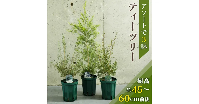 【ふるさと納税】ティーツリー 樹高約45～60cm前後 アソートで3鉢 観葉植物 植物 園芸 インテリア雑貨 セット おうち時間 ギフト おしゃれ 熊本県 西原村 送料無料