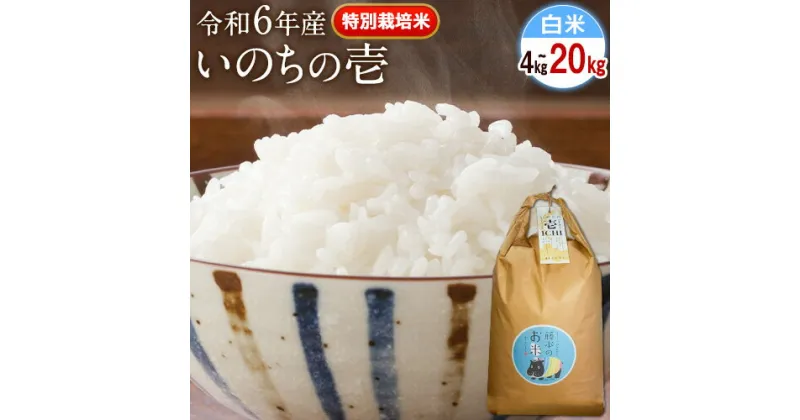 【ふるさと納税】新米 令和6年産 特別栽培米 いのちの壱(白米) 選べる 4kg 5kg 10kg 20kg 《9月下旬-11月末頃出荷》 熊本県 南阿蘇村 熊本県産 虹色のかば 白米