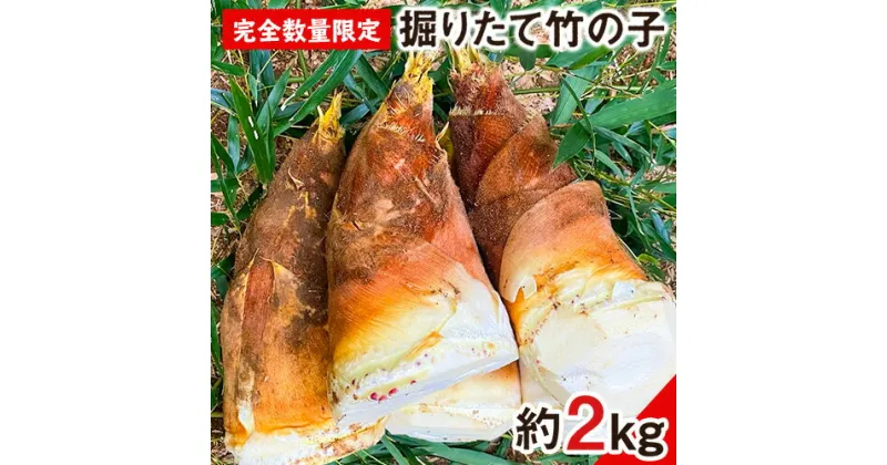 【ふるさと納税】【2025年3月先行予約】熊本県 御船町 掘りたて たけのこ 2kg タケノコ 竹の子 冷蔵 ギフト グルメ 野菜 お祝い 春 筍《2025年3月上旬-4月下旬頃出荷》 有限会社ニシムラ 熊本 御船 たけのこ 先行 予約