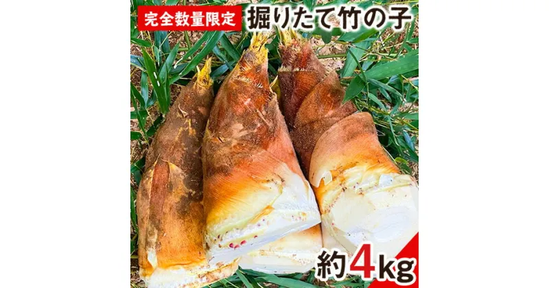 【ふるさと納税】【2025年3月先行予約】熊本県 御船町 掘りたて たけのこ 4kg タケノコ 竹の子 冷蔵 ギフト グルメ 野菜 お祝い 春 筍《2025年3月上旬-4月下旬頃出荷》 有限会社ニシムラ 熊本 御船 たけのこ