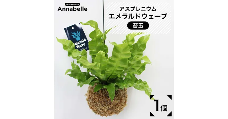 【ふるさと納税】 アスプレニウム エメラルドウェーブ 苔玉 観葉植物 植物 ガーデン インテリア リビング 数量限定 送料無料 室内 吊るせる 育てやすい おしゃれ 人気 FKK19-867