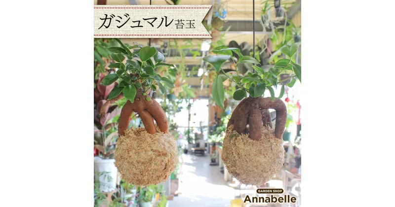 【ふるさと納税】ガジュマル 苔玉 幸運 縁起物 観葉植物 キジムナー 精霊 吊り プランツ インテリア ウォールグリーン FKK19-820