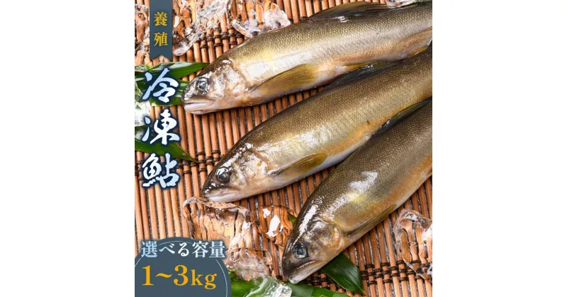 【ふるさと納税】《容量が選べる》養殖冷凍鮎 アユ あゆ 魚 魚介類 養殖 国産 おかず おつまみ 肴 FKK19-826var