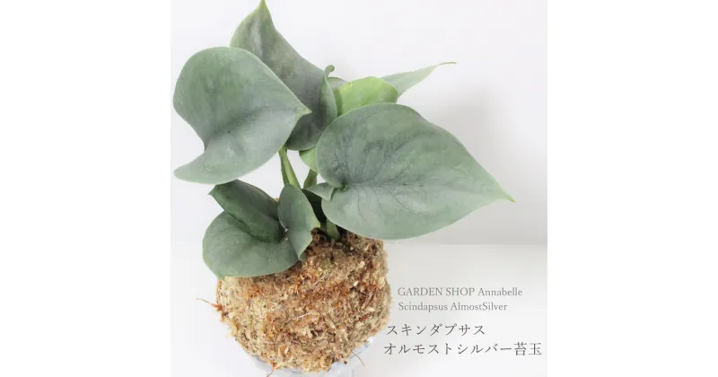 【ふるさと納税】スキンダプサス オルモストシルバー苔玉(1個) 観葉植物 苔玉 スキンダプサス オリジナル品種 オルモストシルバー シルバーリーフ インテリア FKK19-603