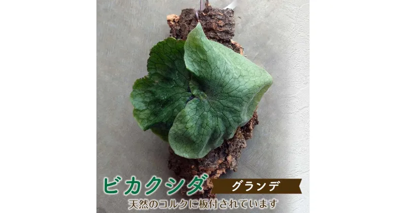 【ふるさと納税】ビカクシダ グランデ(コルク板付)＜数量限定＞ 観葉植物 ビカクシダ 植物 コルク板 グランデ 壁掛け インテリア リビング FKK19-273