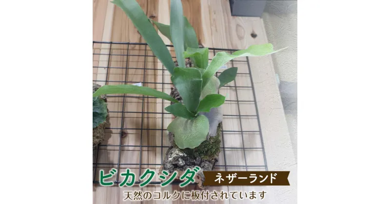 【ふるさと納税】ビカクシダ ネザーランド(コルク板付)＜数量限定＞ 観葉植物 ビカクシダ 植物 コルク板 ネザーランド 壁掛け インテリア リビング FKK19-272