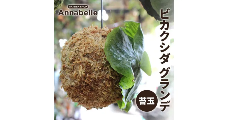 【ふるさと納税】ビカクシダ グランデ 苔玉 観葉植物 苔玉 植物 プラント 園芸 ガーデニング インテリア FKK19-926