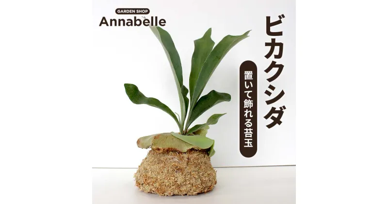 【ふるさと納税】ビカクシダ 置いて飾れる苔玉 観葉植物 苔玉 植物 プラント 園芸 ガーデニング インテリ FKK19-927