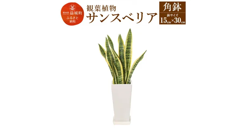 【ふるさと納税】サンスベリア 観葉植物 角鉢 横約15cm×高さ約30cm 植物 観葉植物 インテリア 九州産 国産 送料無料