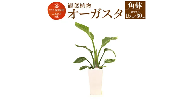 【ふるさと納税】オーガスタ 観葉植物 角鉢 横約15cm×高さ約30cm 植物 観葉植物 インテリア 九州産 国産 送料無料