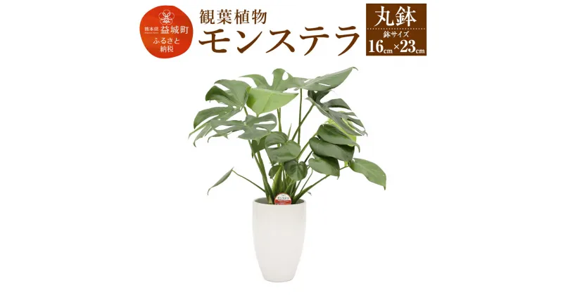 【ふるさと納税】モンステラ 観葉植物 丸鉢 幅約16cm×高さ約23cm 植物 観葉植物 育てやすい 大きな葉っぱの観葉植物 室内 初心者 インテリア モダン おしゃれ ふるさと納税品 1万円 10,000円 10000円 ふるさと納税益城町 故郷納税 返礼品 益城町ふるさと納税 九州産 国産