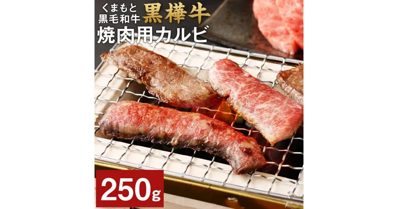 【ふるさと納税】くまもと黒毛和牛 黒樺牛 A4～A5等級 焼肉用カルビ 250g 牛肉 牛 霜降り 赤身 お肉 焼き肉 BBQ 黒毛和牛 国産 九州産 熊本県産 冷凍 送料無料