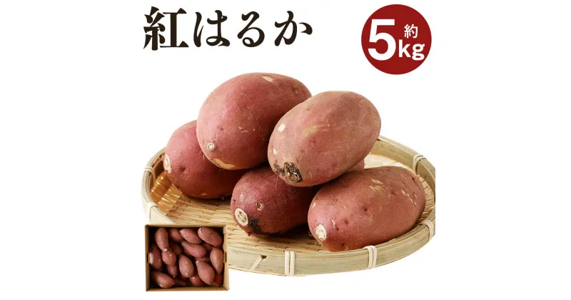 【ふるさと納税】紅はるか 約5kg サツマイモ さつま芋 芋 野菜 いも 熊本県産 九州産 国産 送料無料【2024年9月上旬～2025年7月上旬に順次発送予定】