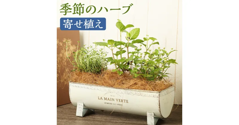 【ふるさと納税】季節のハーブ 寄せ植え 品種おまかせ ランダム ハーブ 寄せ植え 観葉植物 インテリア ミニサイズ 植物 送料無料