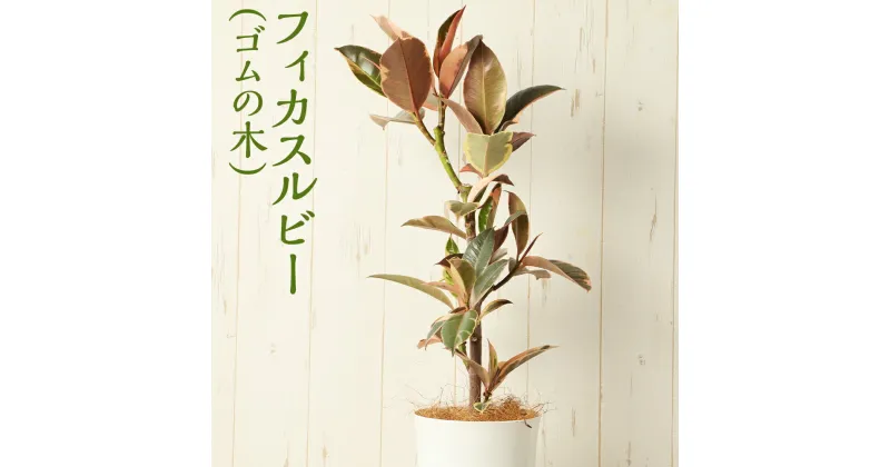 【ふるさと納税】フィカスルビー ゴムの木 フィカス・エスティカ・ルビー フィカス 観葉植物 インテリア 植物 ミニサイズ 送料無料