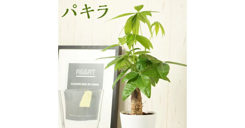 【ふるさと納税】パキラ 観葉植物 発財樹 インテリア 植物 お祝い ギフト 贈答 ミニサイズ 送料無料