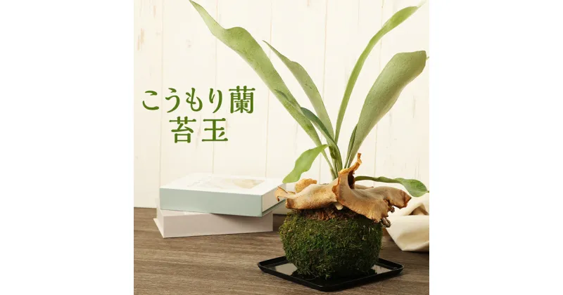 【ふるさと納税】こうもり蘭苔玉 こうもり蘭 苔玉 コウモリラン 吊り下げ 観葉植物 インテリア ミニサイズ 植物 送料無料