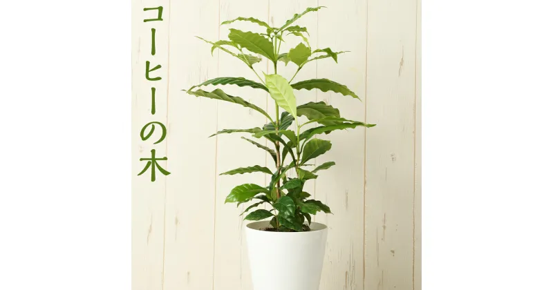 【ふるさと納税】コーヒーの木 観葉植物 インテリア ミニサイズ 植物 珈琲 送料無料