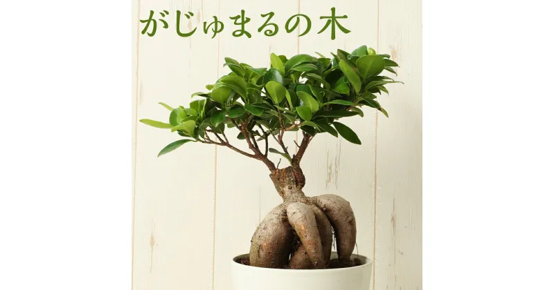 【ふるさと納税】がじゅまるの木 多幸の木 観葉植物 インテリア ミニサイズ 植物 送料無料