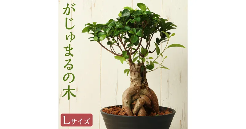 【ふるさと納税】がじゅまるの木 Lサイズ 多幸の木 観葉植物 インテリア ミニサイズ 植物 送料無料