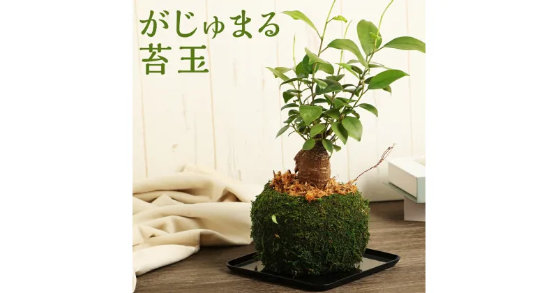 【ふるさと納税】がじゅまる苔玉 多幸の木 苔玉 がじゅまるの木 がじゅまる 観葉植物 インテリア ミニサイズ 植物 送料無料