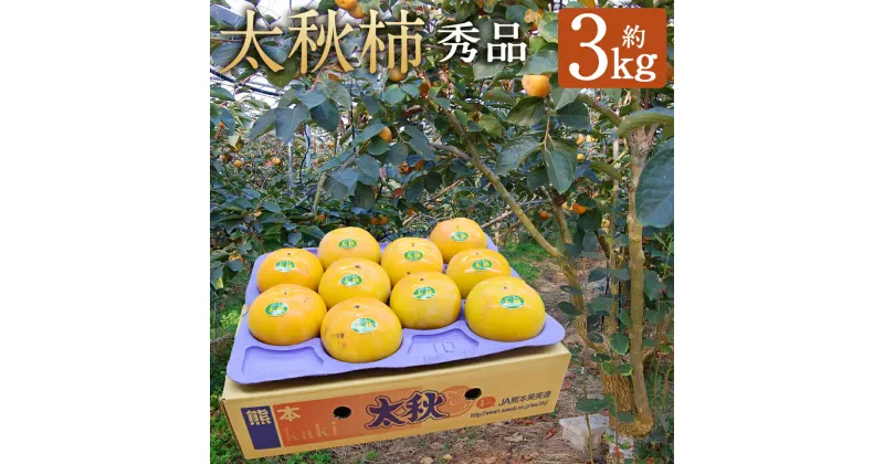 【ふるさと納税】太秋柿 秀品 約3kg 約8～14個 柿 果物 フルーツ 益城町産 熊本県産 九州産 送料無料【2024年10月下旬～2024年11月下旬に順次発送予定】