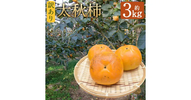 【ふるさと納税】訳あり 太秋柿 約3kg 約8～14個 柿 果物 フルーツ ご家庭用 益城町産 熊本県産 九州産 送料無料【2024年10月下旬～2024年11月下旬に順次発送予定】