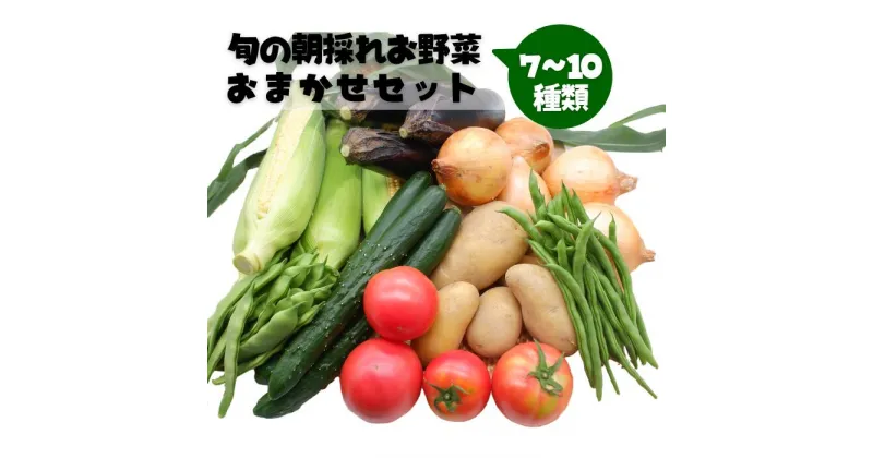 【ふるさと納税】旬の朝採れお野菜おまかせセット