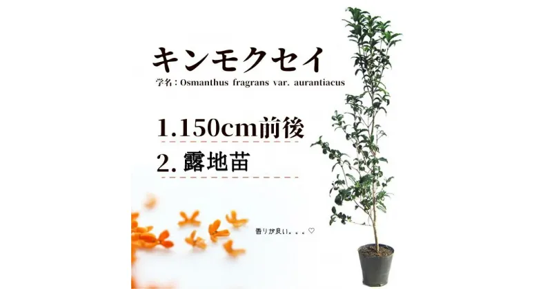 【ふるさと納税】キンモクセイ　樹高1.5m前後　露地苗 甲佐町