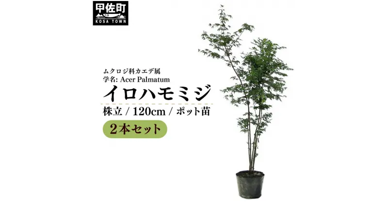 【ふるさと納税】イロハモミジ（伊呂波紅葉）苗木 株立 樹高1.2m前後 2本セット ポット苗 シンボルツリー 落葉樹 植木 庭木