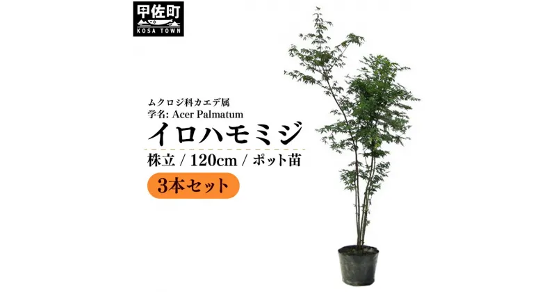 【ふるさと納税】イロハモミジ（伊呂波紅葉）苗木 株立 樹高1.2m前後 3本セット ポット苗 シンボルツリー 落葉樹 植木 庭木