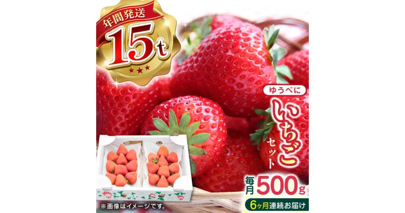 【ふるさと納税】【先行予約】【全6回定期便】熊本県産 ゆうべに いちご セット 250g×2P 農園直送 産地直送 熊本県産 山都町産 いちご イチゴ 苺 フルーツ 果物 【なかはた農園】[YBI047]